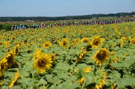 Through the sunflowers...