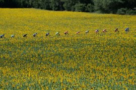 As stage 16 rolls...